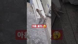 팔자좋은 길냥이 "a lucky cat"