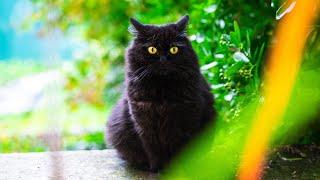 The Funniest Black Norwegian Forest Cat Ever  Must Watch Zoomies