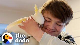 Bird Laughs Like An Evil Villain Chasing Her Family Around The House | The Dodo