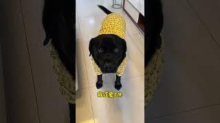 #萌宠 谁让我是麻麻最喜欢的宝宝咧抖音小助手