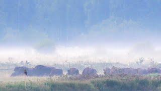 Bison Safari in the Białowieża Forest with Wild Poland