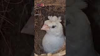 Foster Finch||Bengali Finch||Society Finch||Creasted Finch||MPS Farm #exoticfinches #finches #birds