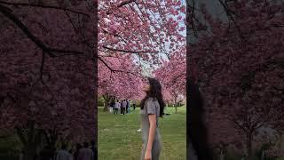Cherry Blossoms in Berlin  | Lilienthalpark Spring 2025 | #shorts
