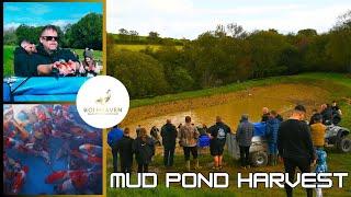 The BIGGEST Japanese Koi Mud Pond Harvest Event in the UK!