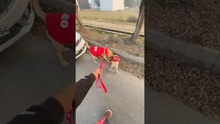 Leo or Reo ki first walk #shorts | Anant Rastogi