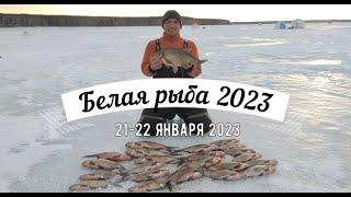 Фестиваль Белая рыба 2023. Лещ на коромысло зимой. Белоярское водохранилище.