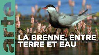 La Brenne, le pays aux mille étangs | La France sauvage | ARTE Family