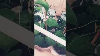 Огурцы на подоконнике: зозуля, трюкач, сибирская гирлянда и 2 других #огородкруглыйгод