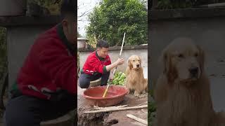 還是回農村安逸，缺什麽就做什麽#金毛路虎