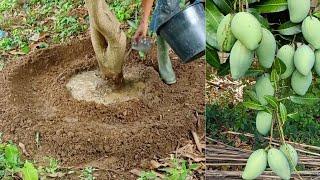 Npk fertilizer | How to stimulate the mango tree so that the mango tree bears fruit every season