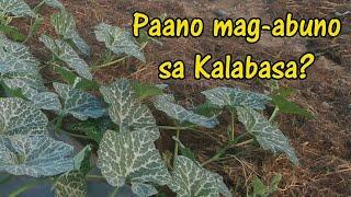 Simplest way of applying Fertilizer in Squash | Paano mag apply ng Pataba sa Kalabasa?