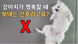 90%는 모르는 강아지가 행복할 때 보내는 신호 4가지