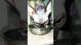 Sphynx cat eating