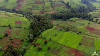 Tea plantations - Kericho County, Kenya, Eastern Africa - Development agency videographer