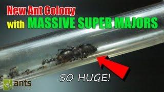 New Ant Colony: Massive Super Majors