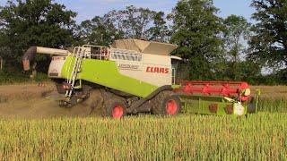 Žně řepka 2024 - CLAAS LEXION 600 + 670 - ZS Kosova Hora