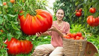 Tomato Harvest: A Nutrient-Rich Fruit for Healthy and Easy Everyday Dishes