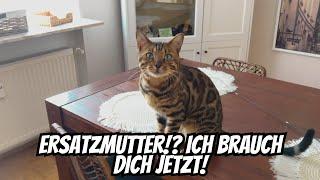 Dieser Bengal Kater braucht jetzt noch mehr Aufmerksamkeit als sonst.. Armes Kätzchen