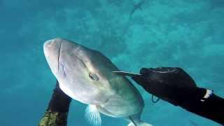 Spearfishing IUSA World Record Jobfish (Uku)