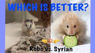 Roborovski vs Syrian Hamster : What I’ve Learned