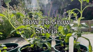 How To Grow Stevia From Seed, Growing Stevia Sugar Plants