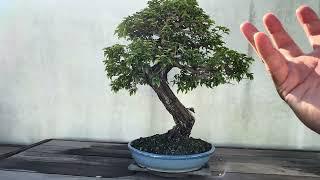 Bonsai tree shaped by human hand