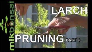 Bonsai trees Progression Old Larch Larix decidua (European Larch) Summer Pruning Part4 by mikbonasi