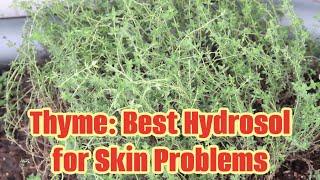 Benefits of Thyme. Best Hydrosol for Skin Problems. Make Thyme Hydrosol from Fresh Herb.