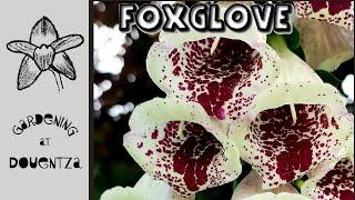 Best Foxglove || Digitalis 'Pam's Choice' || History, How to Grow it & a Serious Mistake to Avoid