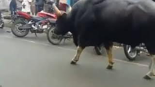 Dodamarg Bazarpeth Madhe Gava Reda Firtana