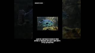 1화 고양이도먹여도되나요