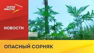 Россельхознадзор проводит мониторинг на наличие амброзии
