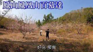 [高雄人] 鳳山鳳凰山百慕達