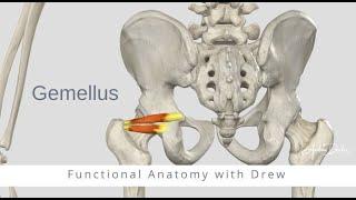 Functional Anatomy - Gemellus (Superior and Inferior)