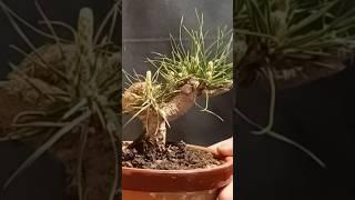 Pre bonsai pino thunbergii mame, vídeo completo en el canal #bonsai