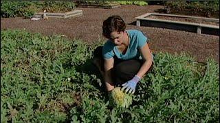 Harvesting Watermelon