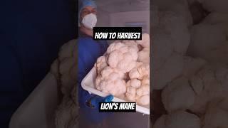 How To Harvest Lion’s Mane Mushroom!