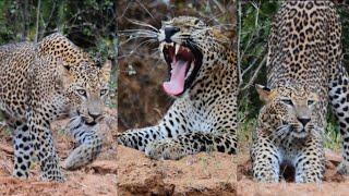 A WILD DAY AT YALA NATIONAL PARK, SRILANKA