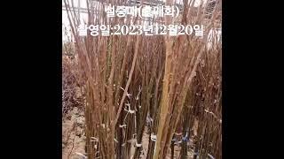 #목하원예조경#설중매#홍매화#매화나무#설중매나무#묘목_ 구매문의 고정댓글 확인해주세요.