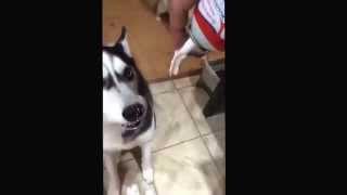 Husky's love whipped cream