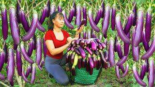 Harvesting Eggplant Goes To Market Sell -  Daily Life | Tiểu Vân Daily Life