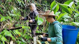 Go with your mother to the forest to peel bamboo shoots to relax your mood