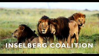 La Coalición INSELBERG (Inselberg Males) | Kings of the Mara Triangle #nature #animals #viral #lion