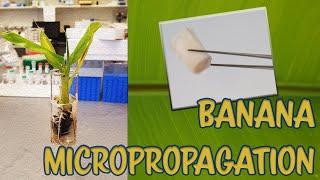 Tutorial #Banana Micropropagation (in vitro/Tissue culture/Cultivo de tejidos)