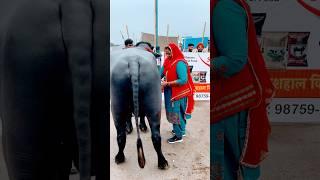 Donker | Masoom Sharma | Sann Sarwang, Vaishali Choudhary | Shiva Chaudhary | New Haryanvi Song 2025