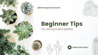 Best tips for succulent & cacti beginners  #tips