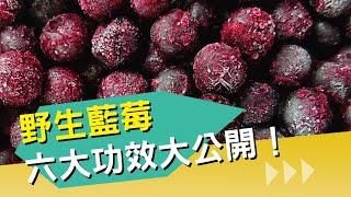 野生藍莓六大功效｜降血壓 降膽固醇 預防中風 預防失智｜Wild Blueberry  Benefits｜Celery Juice 2021