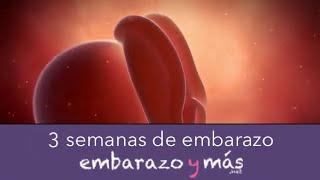 3 semanas de embarazo - Primer mes - EMBARAZOYMAS