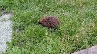 Еж на пасеке