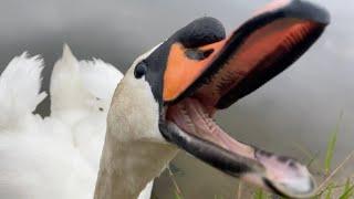 Swan Hissing